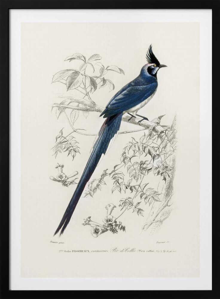 Schwarzkehl-Elsterhäher | Poster