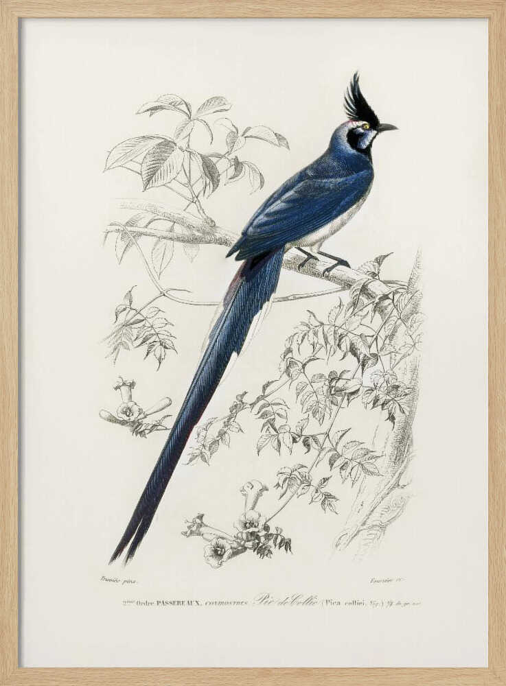 Schwarzkehl-Elsterhäher | Poster