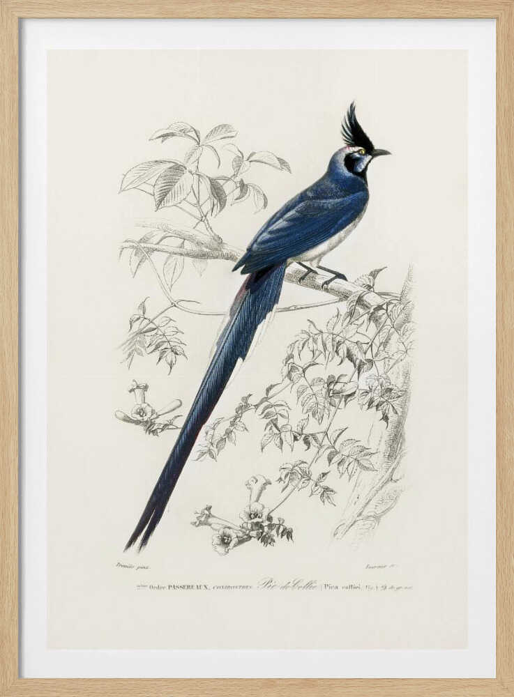 Schwarzkehl-Elsterhäher | Poster