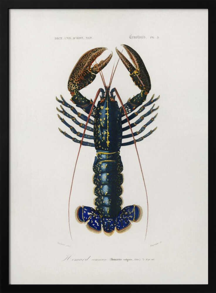 Purpurkrebs | Poster