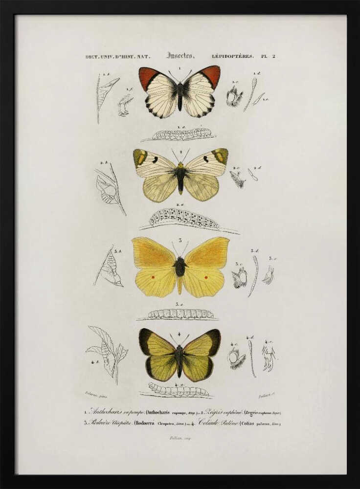 Different Types of Butterflies | Poster