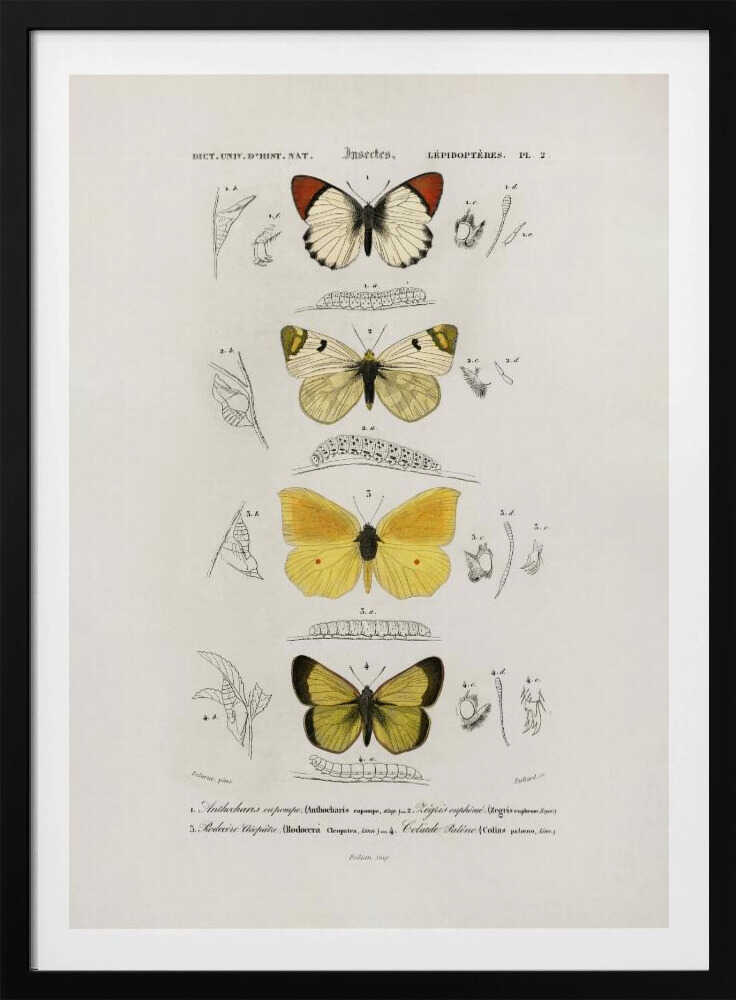Different Types of Butterflies | Poster