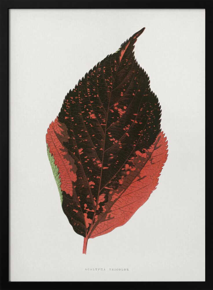 Illustration eines dreifarbigen Acalypha-Blattes | Poster