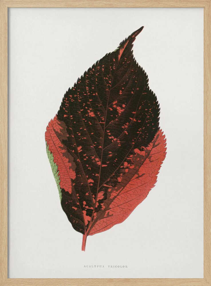 Illustration eines dreifarbigen Acalypha-Blattes | Poster