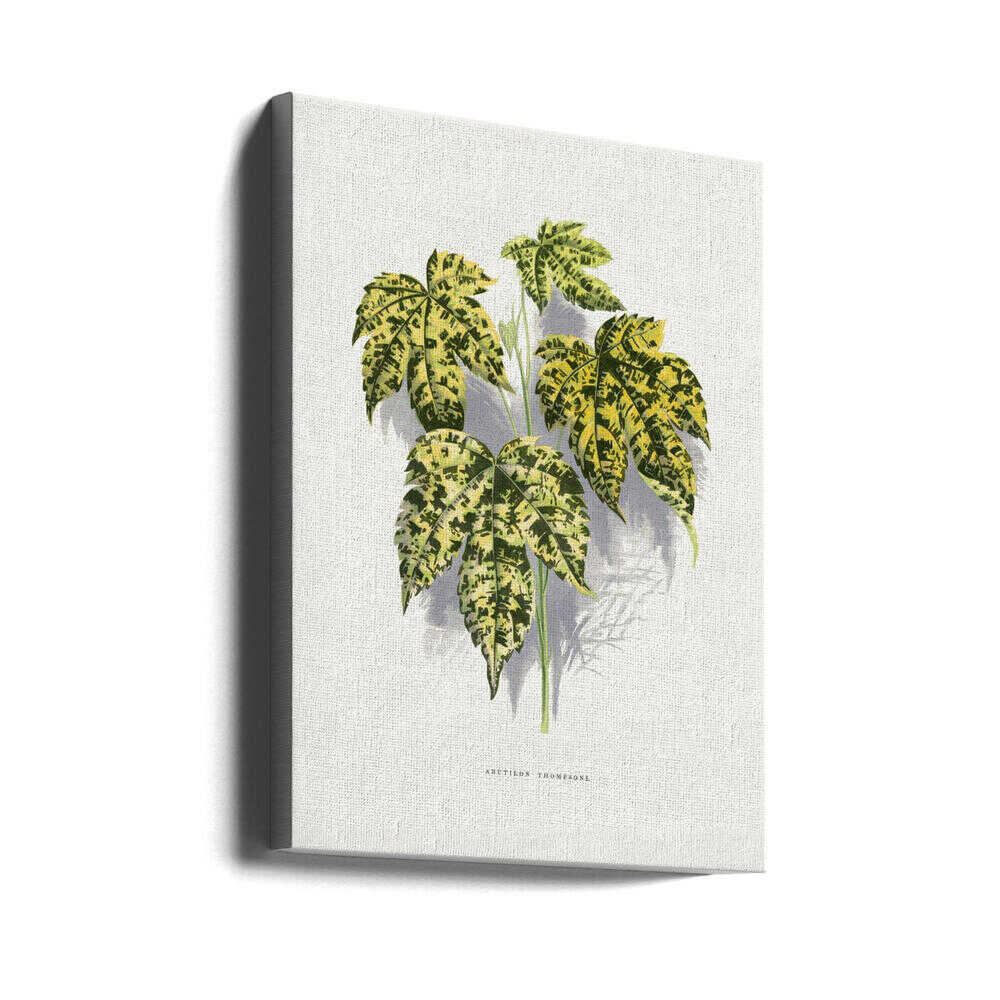 Abutilon Thompsoni Blatt Illustration | Leinwand