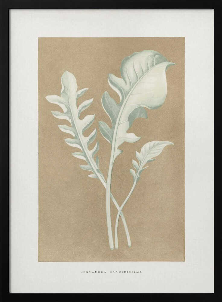 Illustration eines Flockenblumenblatts (Centaurea candidissima) | Poster