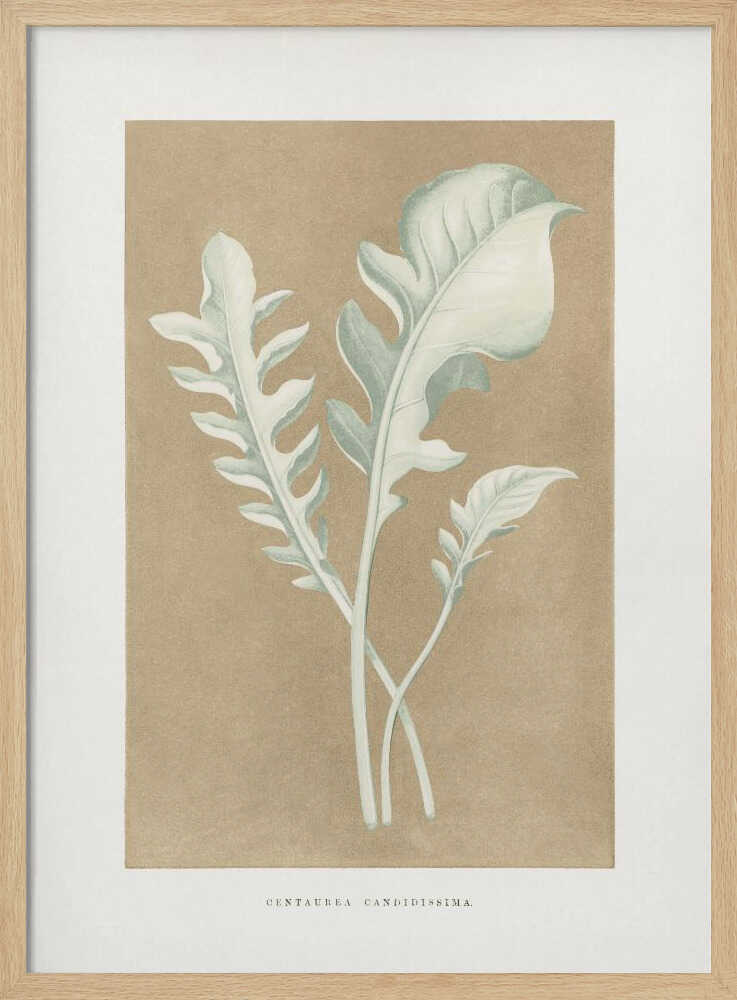 Illustration eines Flockenblumenblatts (Centaurea candidissima) | Poster