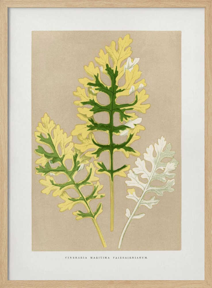 Illustration eines Blattes der Cineraria Maritima Fairbairnianum | Poster