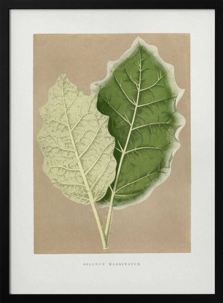 Illustration eines grünen Solanum-marginatum-Blattes | Poster