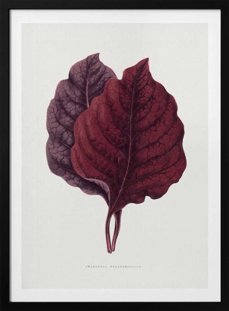 Illustration eines rosa Amarantblattes | Poster