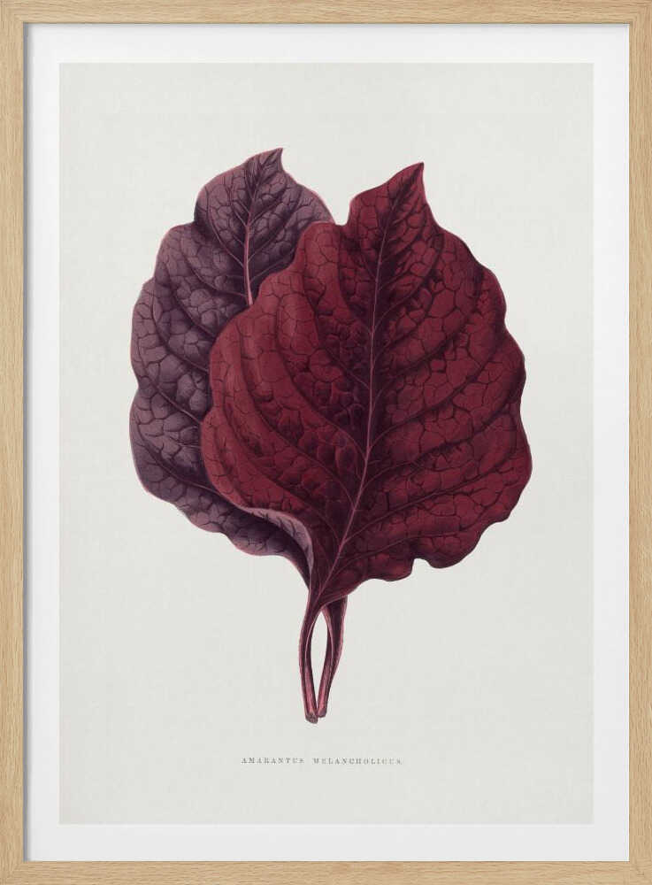 Illustration eines rosa Amarantblattes | Poster