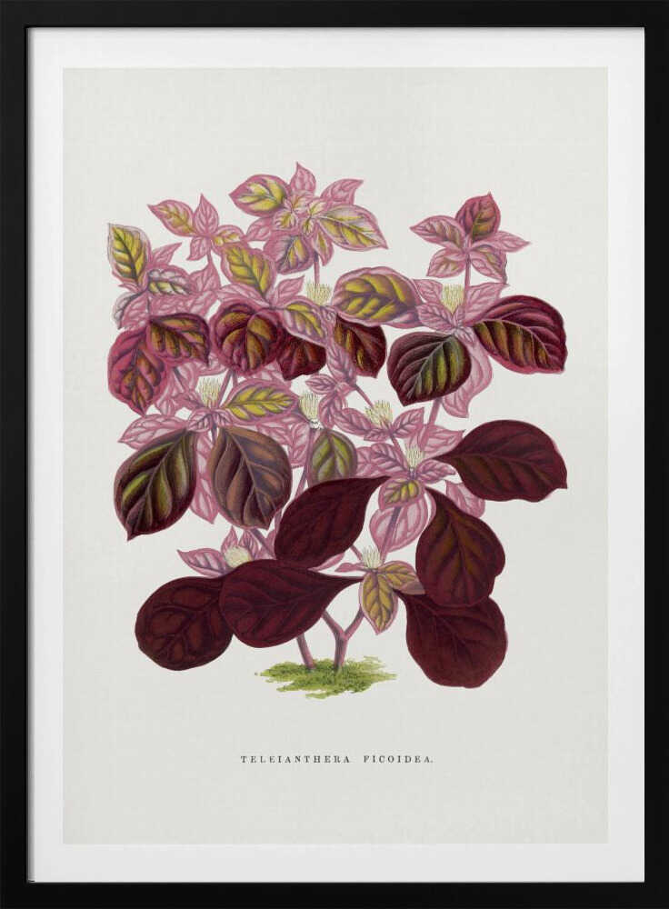 Pink Teleianthera Ficoidea Leaf Illustration | Poster