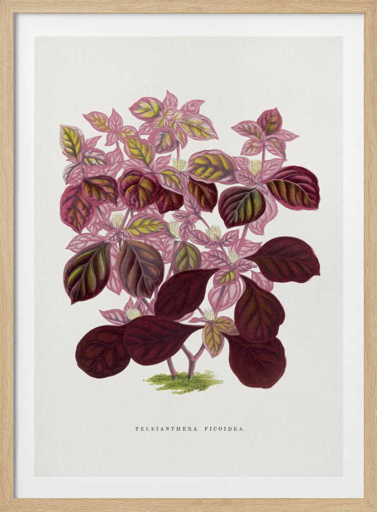 Pink Teleianthera Ficoidea Leaf Illustration | Poster