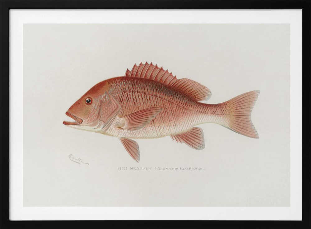 Roter Schnapper | Poster