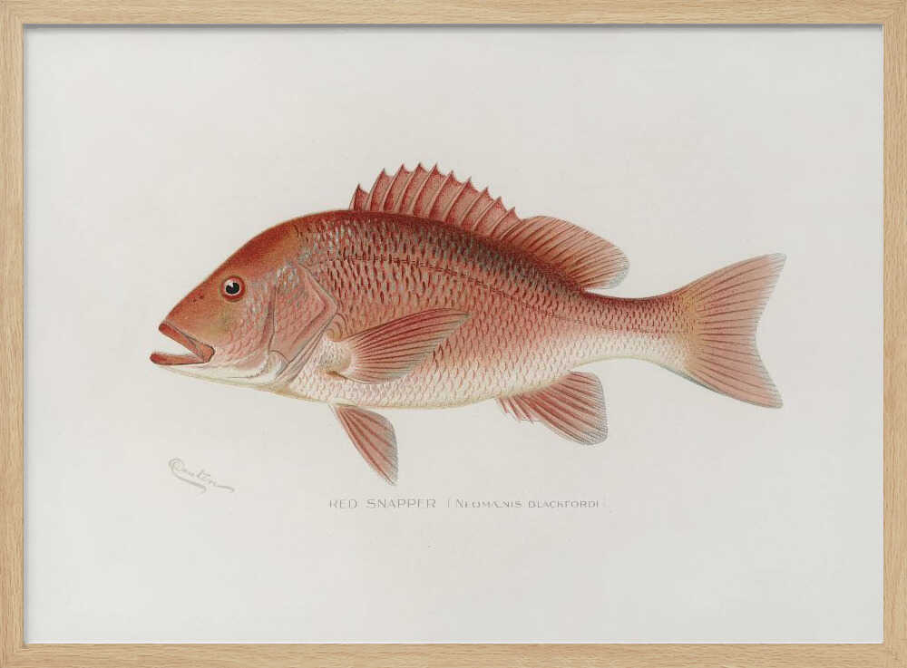 Roter Schnapper | Poster