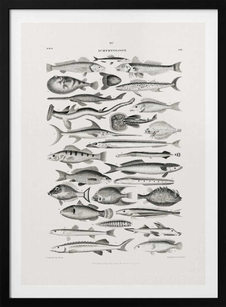 Meeresleben I | Poster