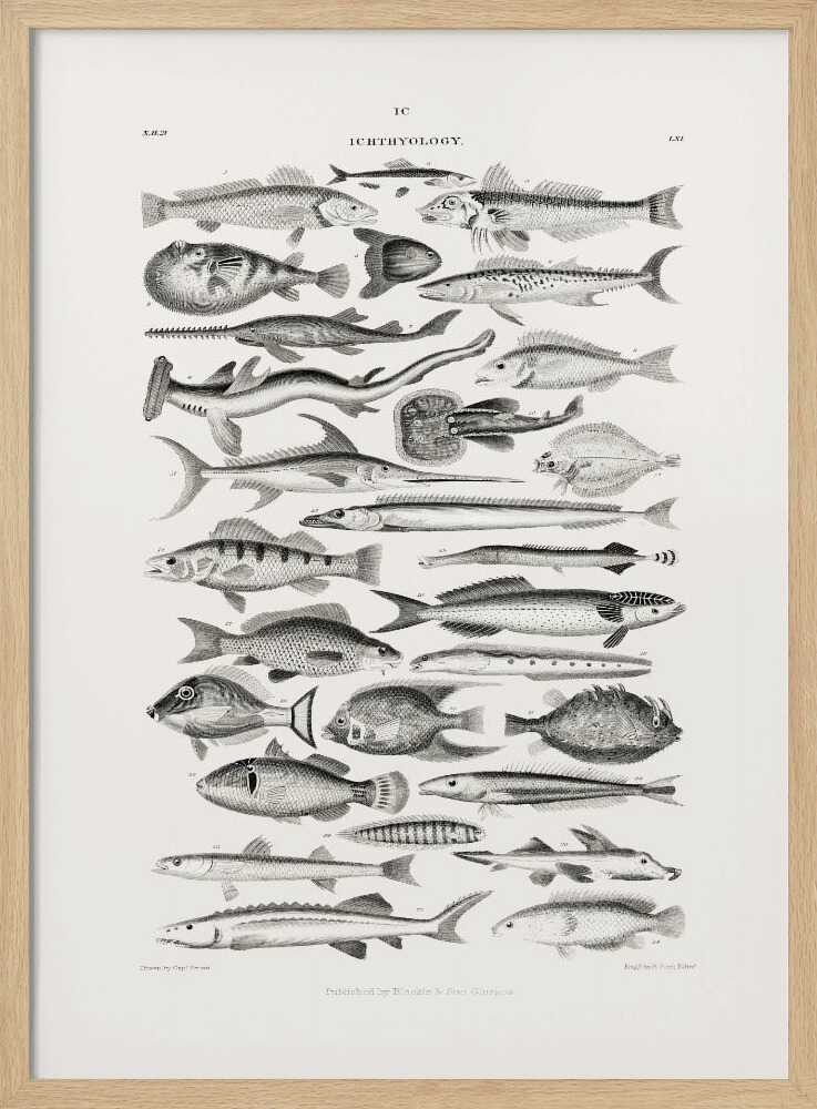 Meeresleben I | Poster