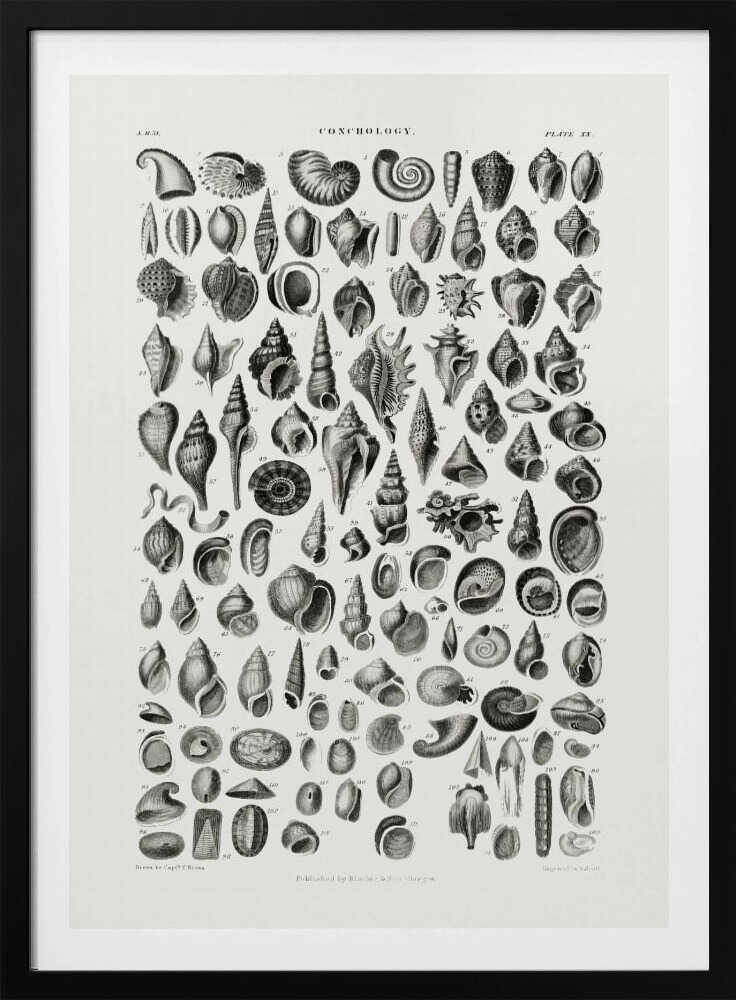 Sealife III | Poster