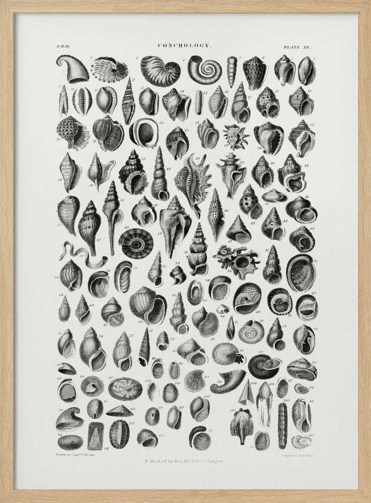 Sealife III | Poster