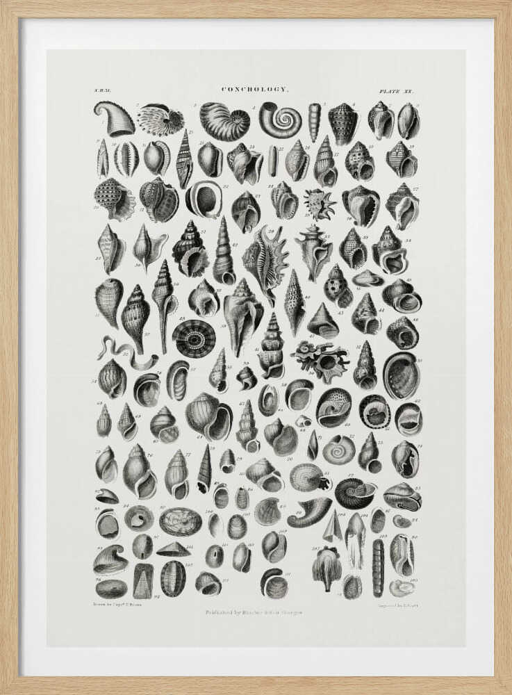 Sealife III | Poster