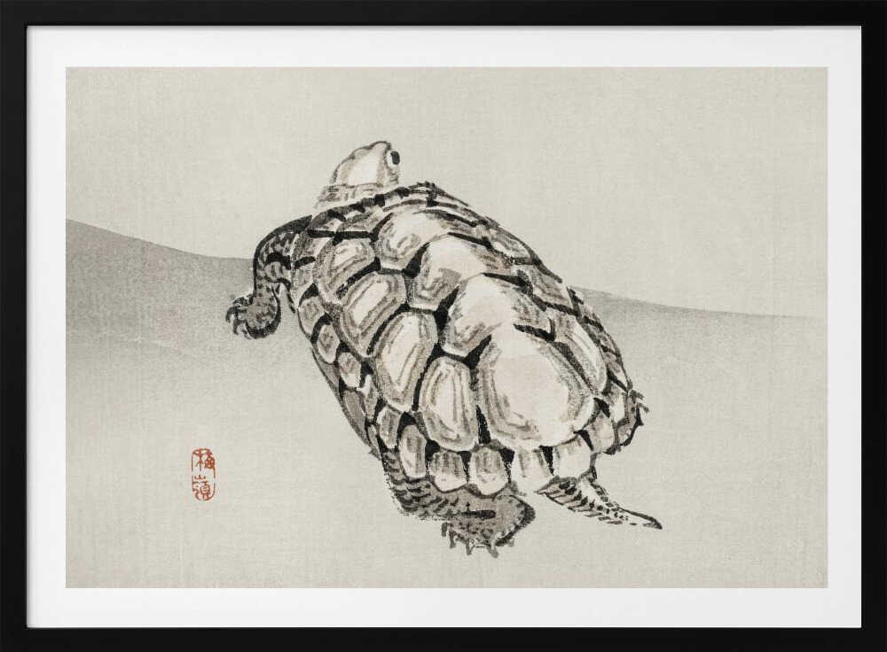 Schildkröte | Poster