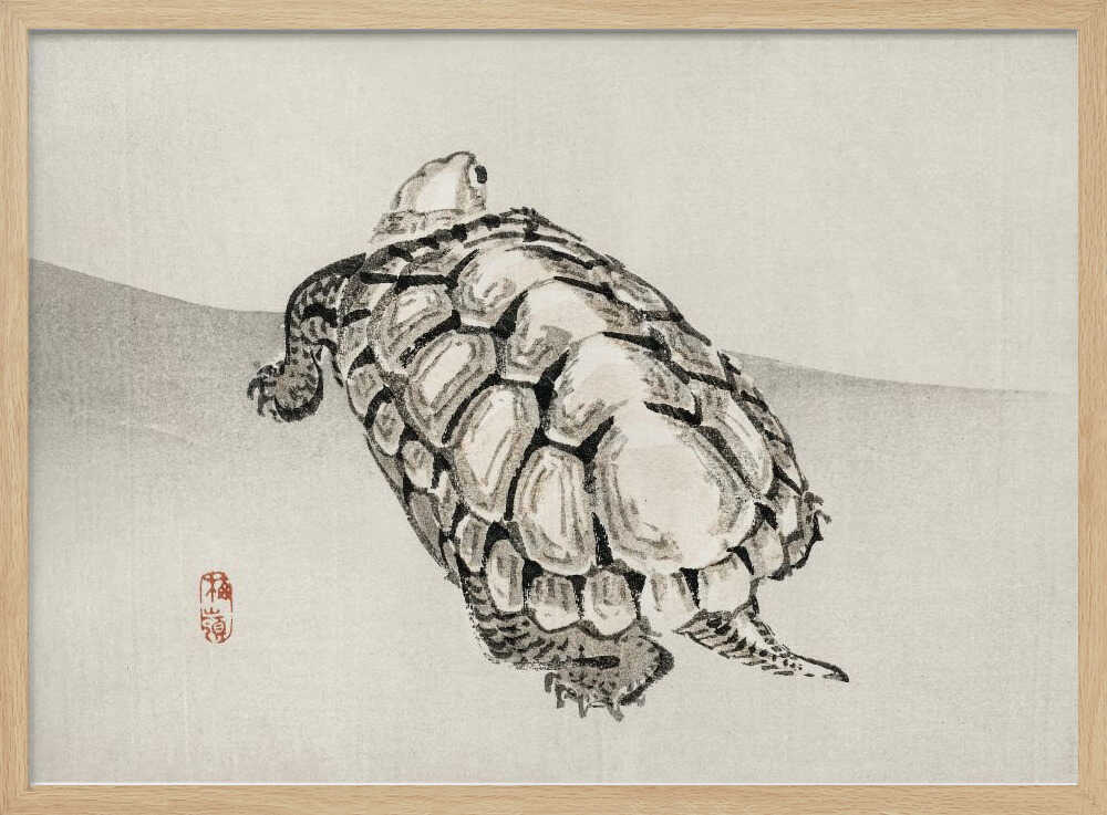Schildkröte | Poster