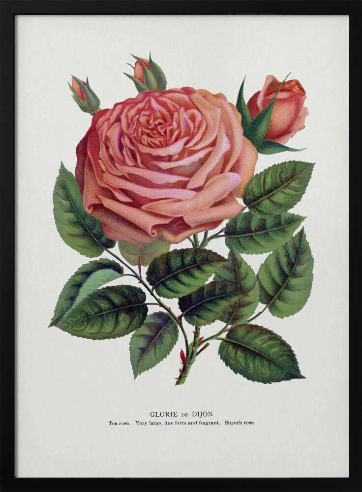 Pink Rose, Glorie De Dijon Lithograph | Poster