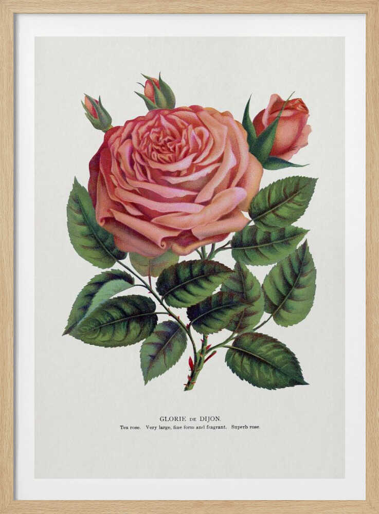 Pink Rose, Glorie De Dijon Lithograph | Poster