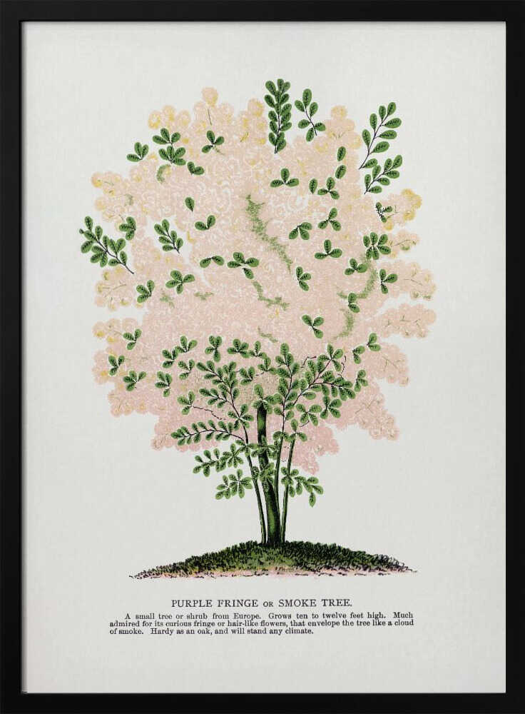 Lithografie eines lila Fransenbaums | Poster