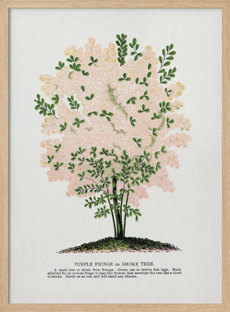 Lithografie eines lila Fransenbaums | Poster