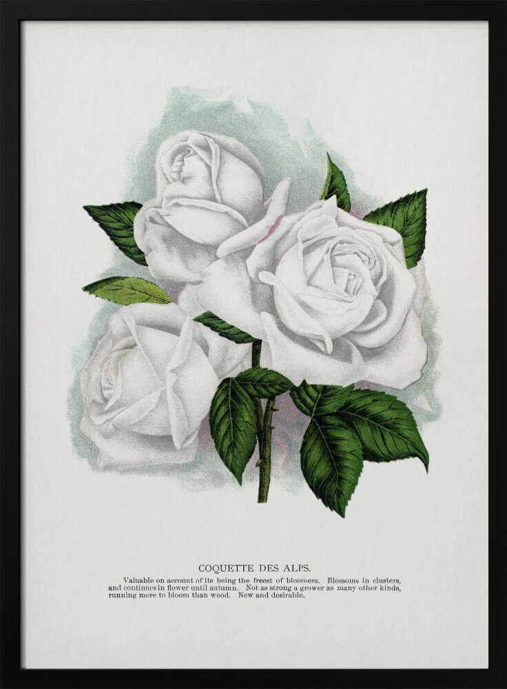 White Rose, Coquette Des Alps Lithograph | Poster