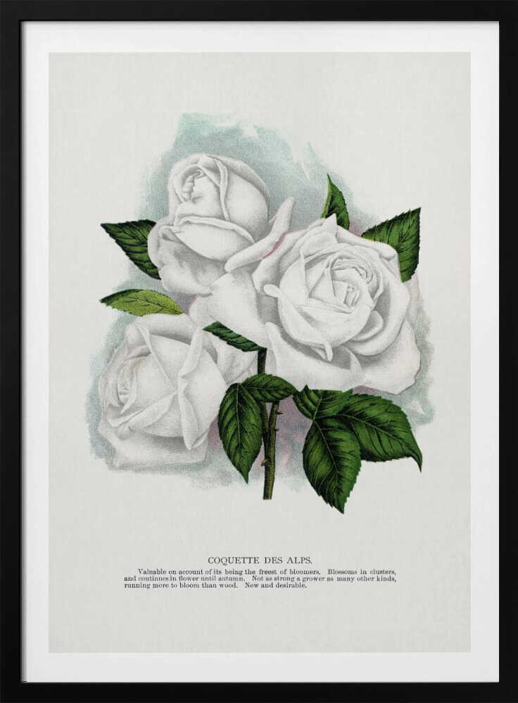 White Rose, Coquette Des Alps Lithograph | Poster