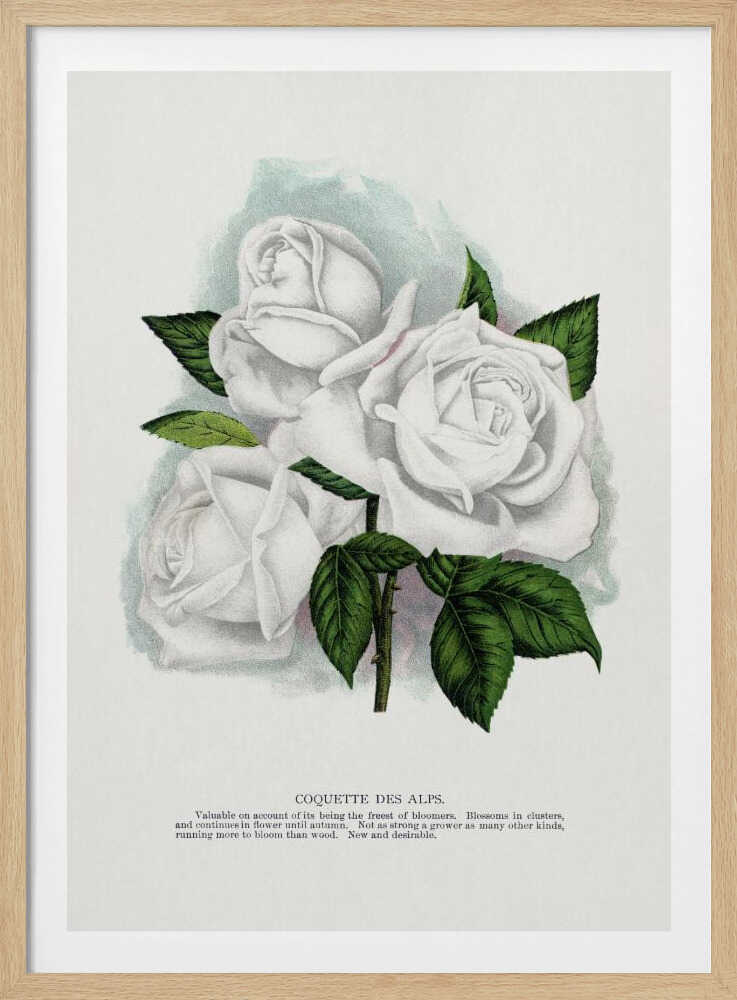 White Rose, Coquette Des Alps Lithograph | Poster