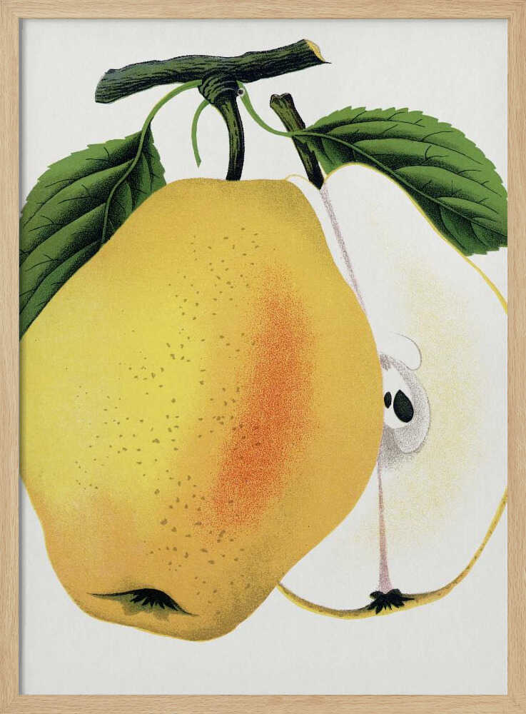 Kiefer's Hybrid Pear Lithograph | Poster