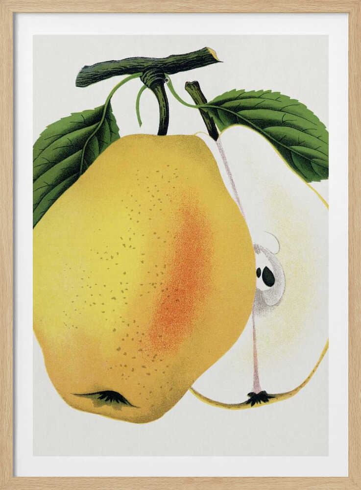 Kiefer's Hybrid Pear Lithograph | Poster