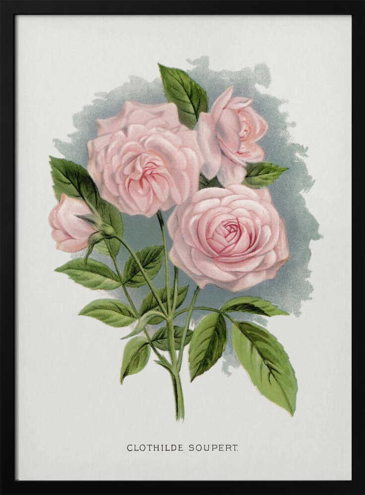 Pink Rose, Lithografie von Clothilde Soupert | Poster