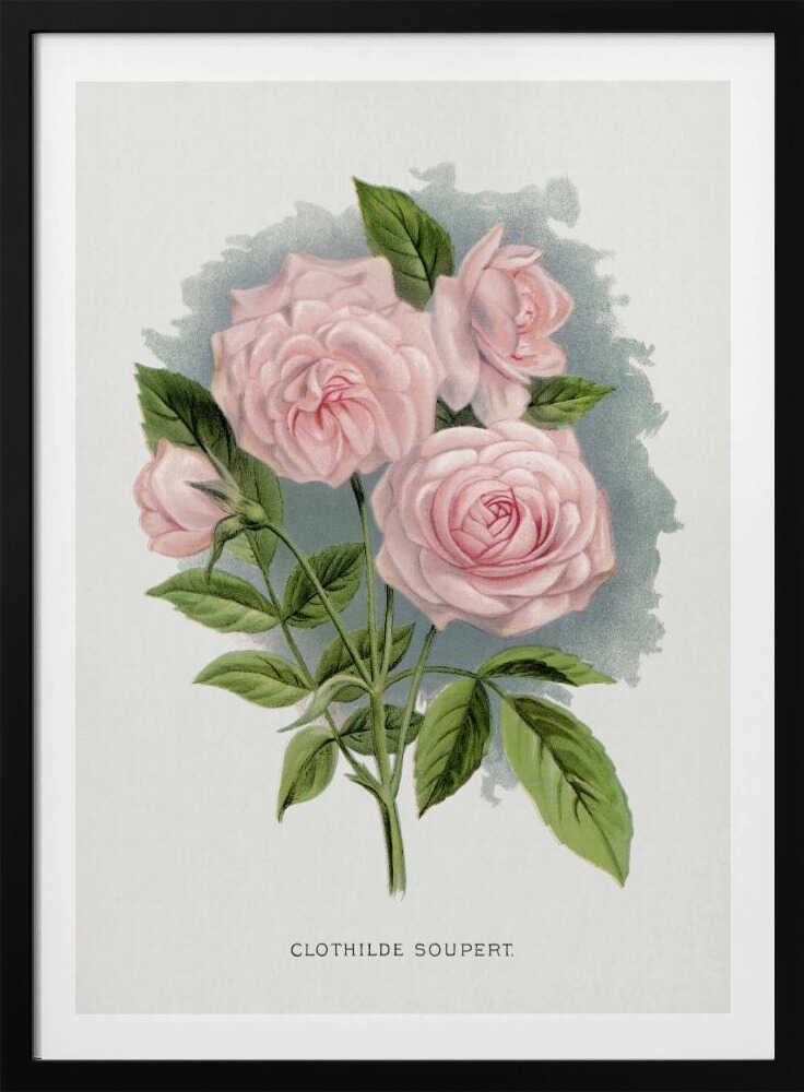 Pink Rose, Lithografie von Clothilde Soupert | Poster