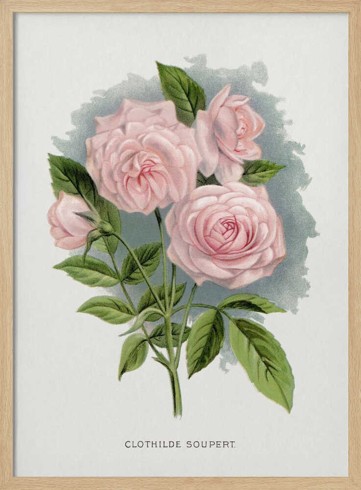 Pink Rose, Lithografie von Clothilde Soupert | Poster