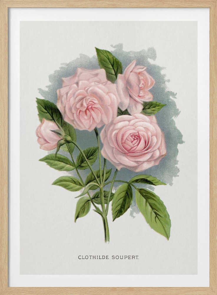 Pink Rose, Lithografie von Clothilde Soupert | Poster