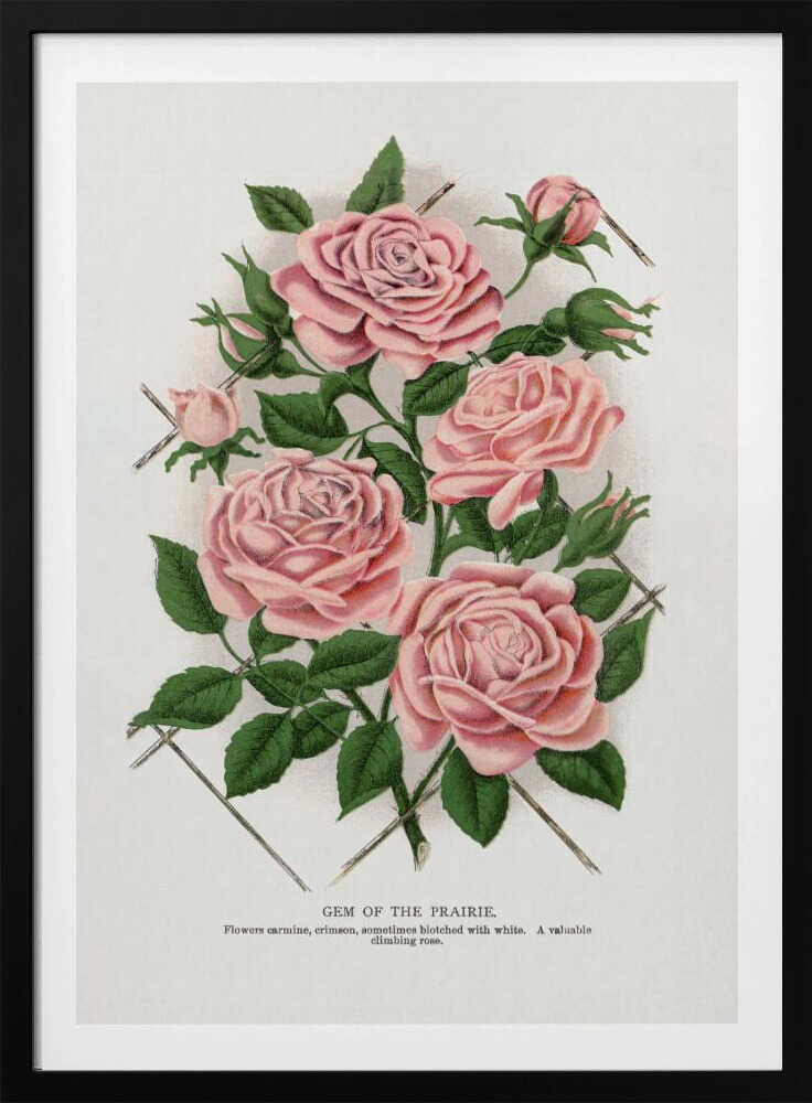 Pink Rose, Juwel der Prärie – Lithografie | Poster