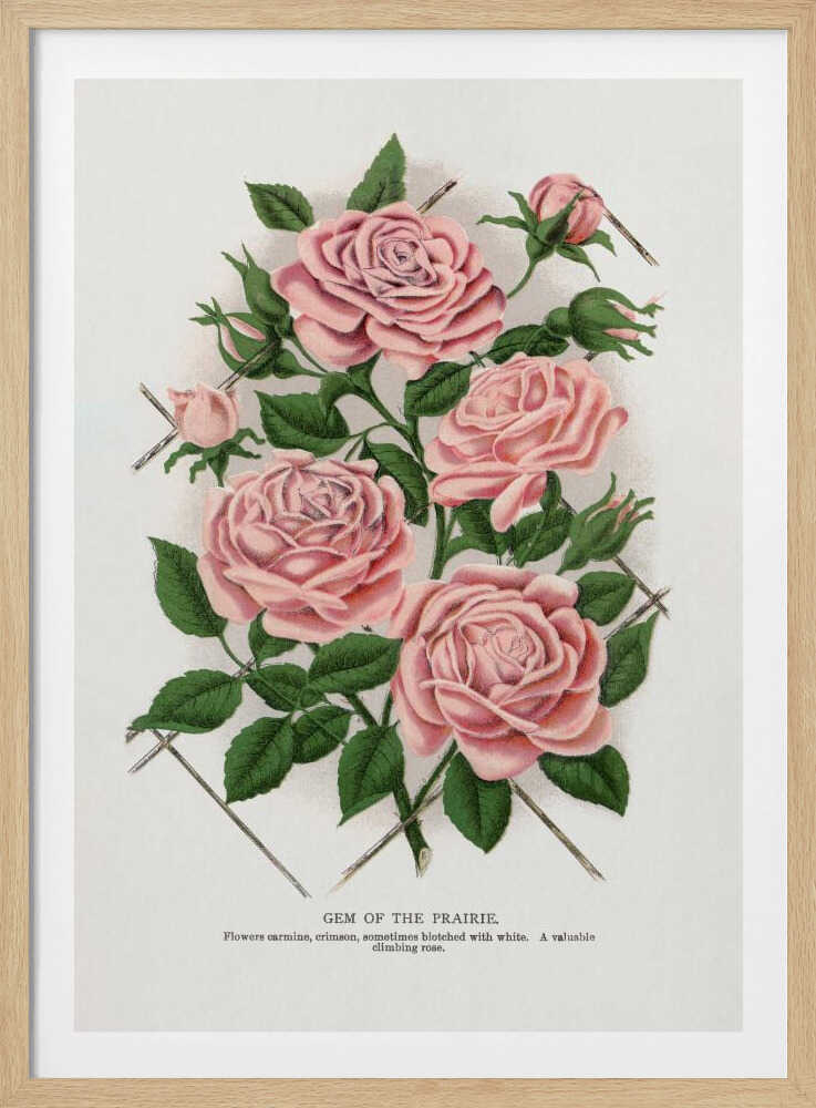 Pink Rose, Juwel der Prärie – Lithografie | Poster