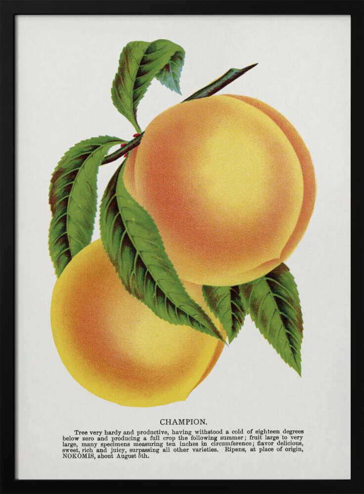 Champion Plum Lithografie | Poster