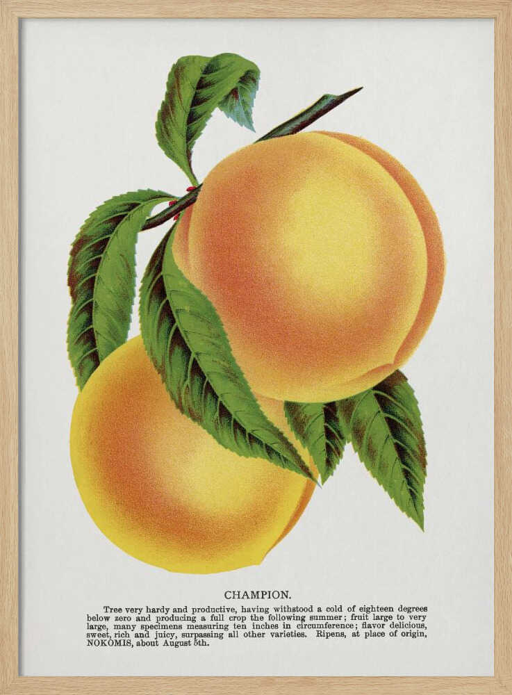 Champion Plum Lithografie | Poster