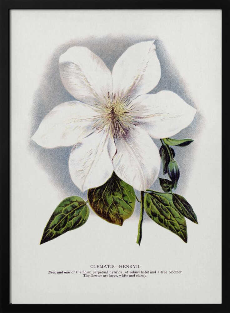 Clematis-Blumen-Lithografie | Poster