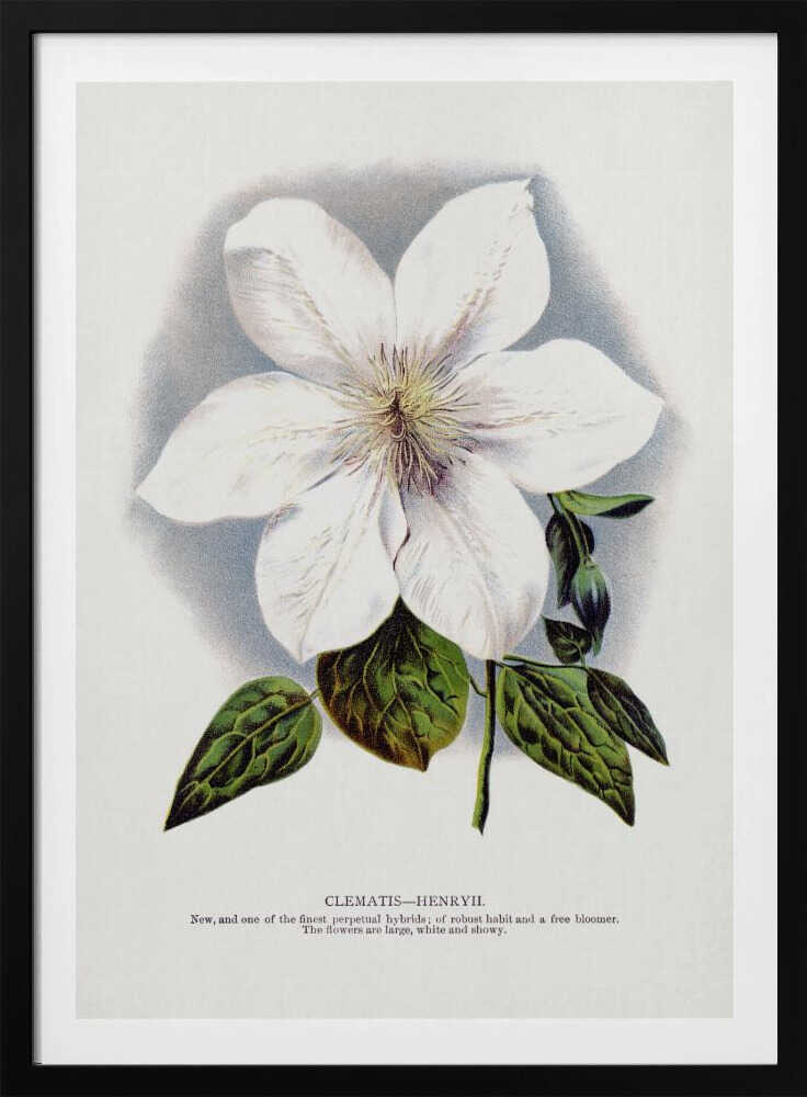 Clematis-Blumen-Lithografie | Poster