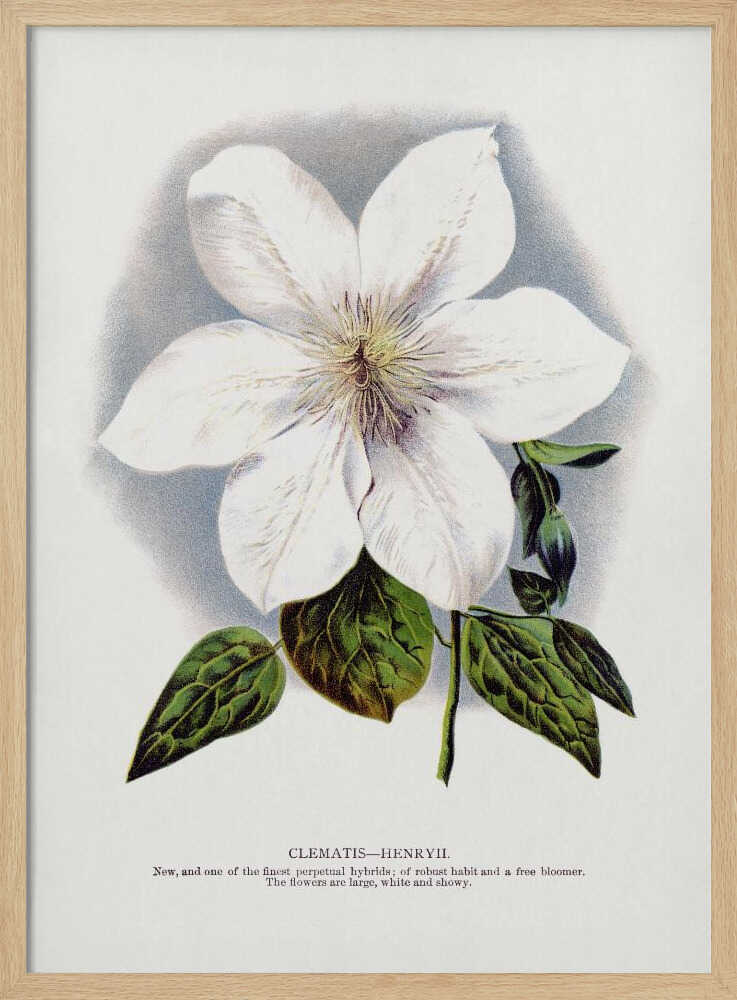 Clematis-Blumen-Lithografie | Poster