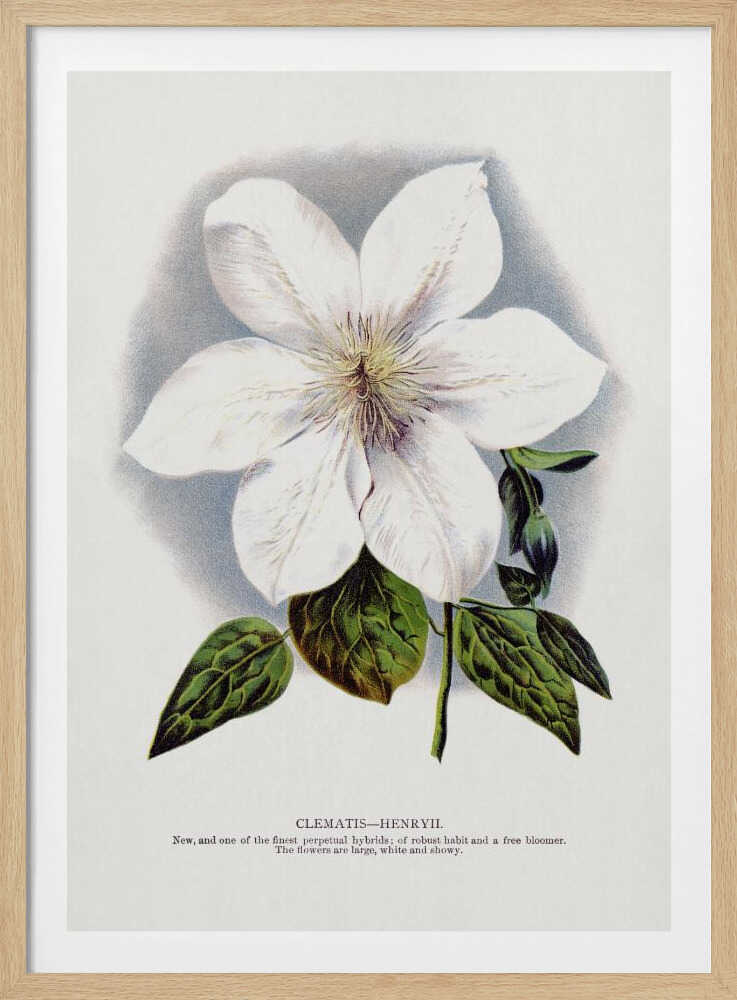 Clematis-Blumen-Lithografie | Poster