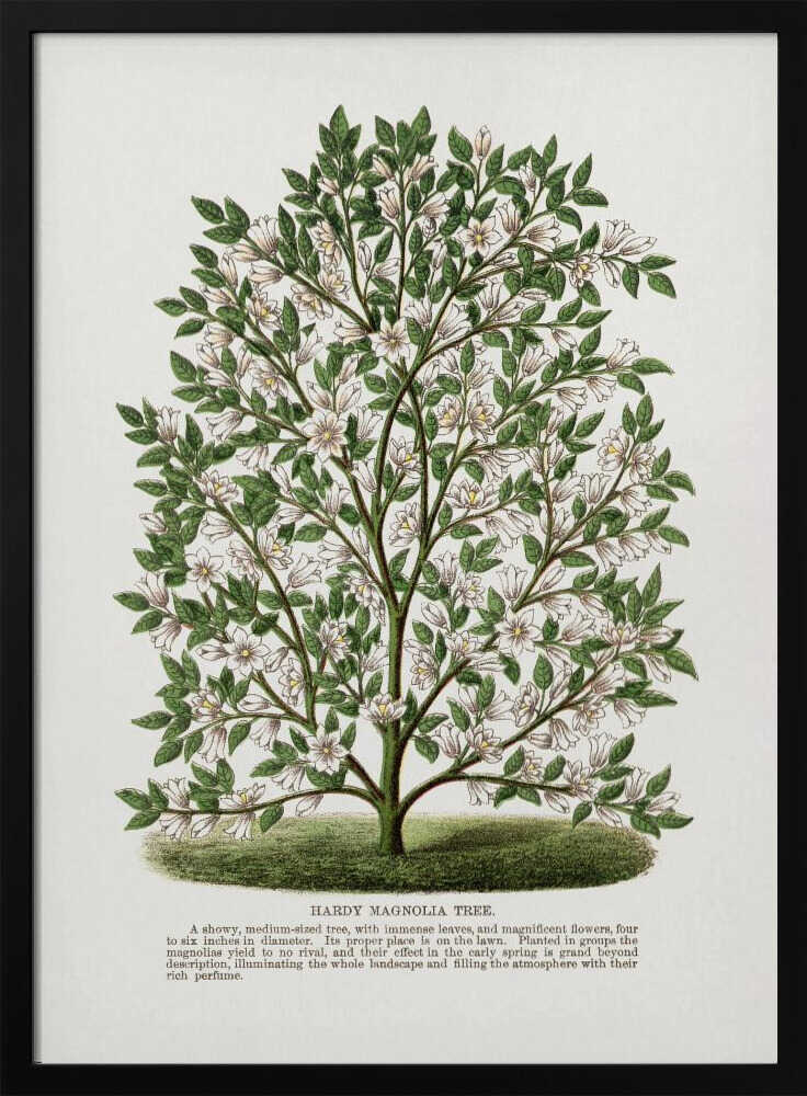Lithografie eines winterharten Magnolienbaums | Poster