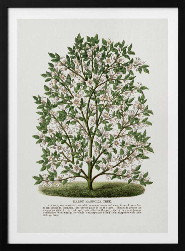 Lithografie eines winterharten Magnolienbaums | Poster