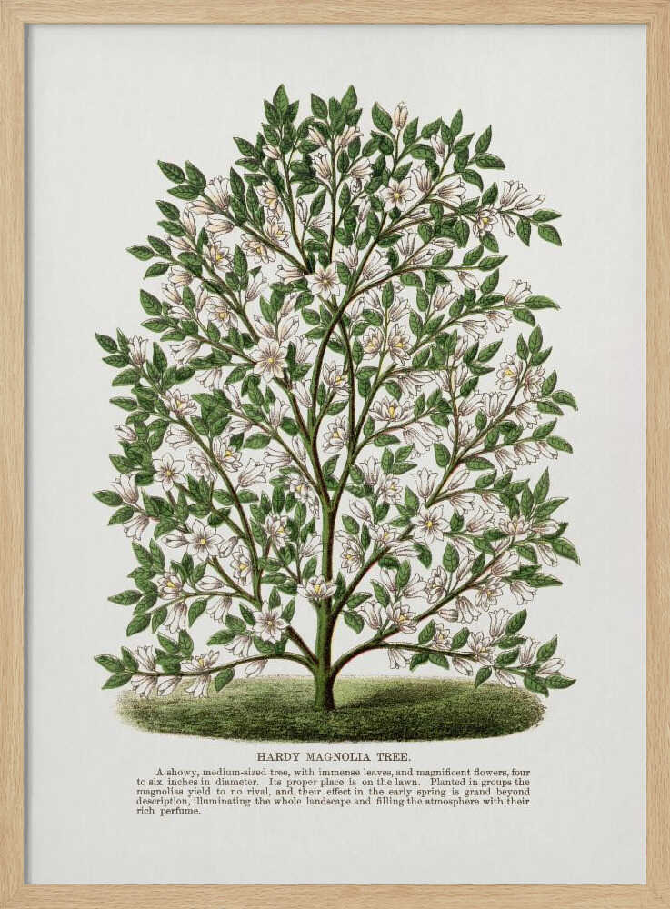 Lithografie eines winterharten Magnolienbaums | Poster